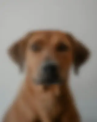 A weaker photo: blurry or face hidden