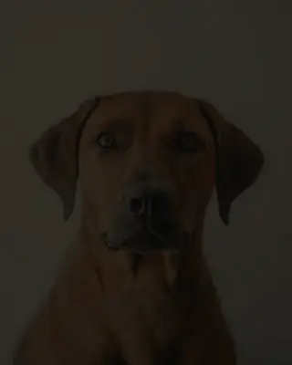 A weaker photo: too dark
