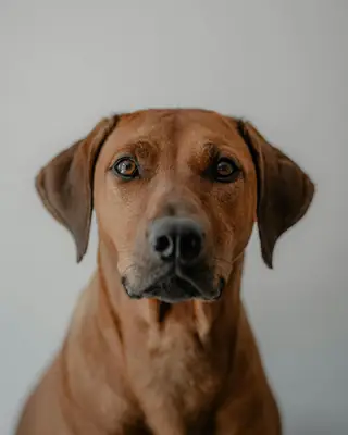 A good photo: the dog faces the camera in even light