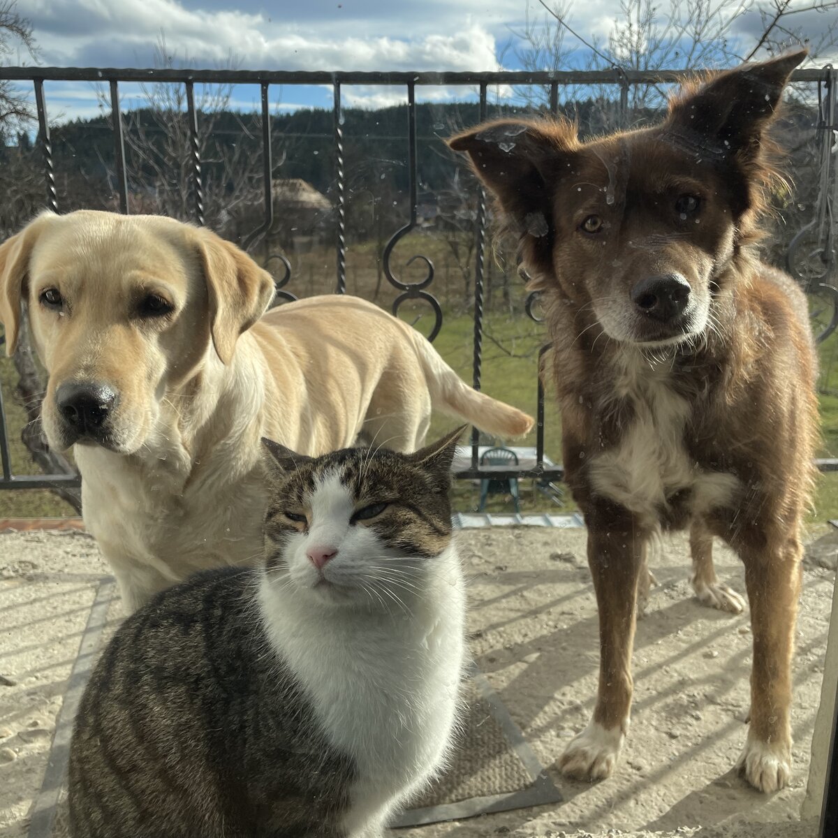 Our two dogs and our cat waiting together at the balcony door