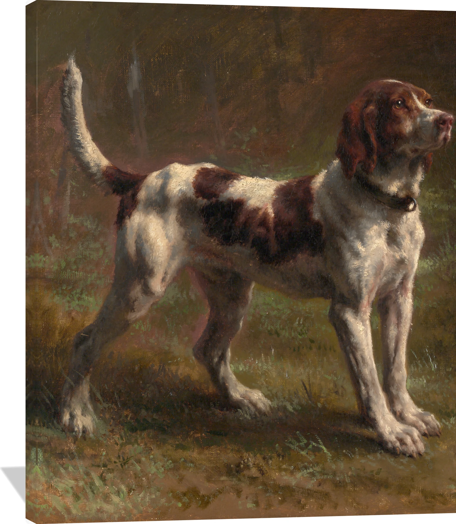 A Limier Briquet Hound