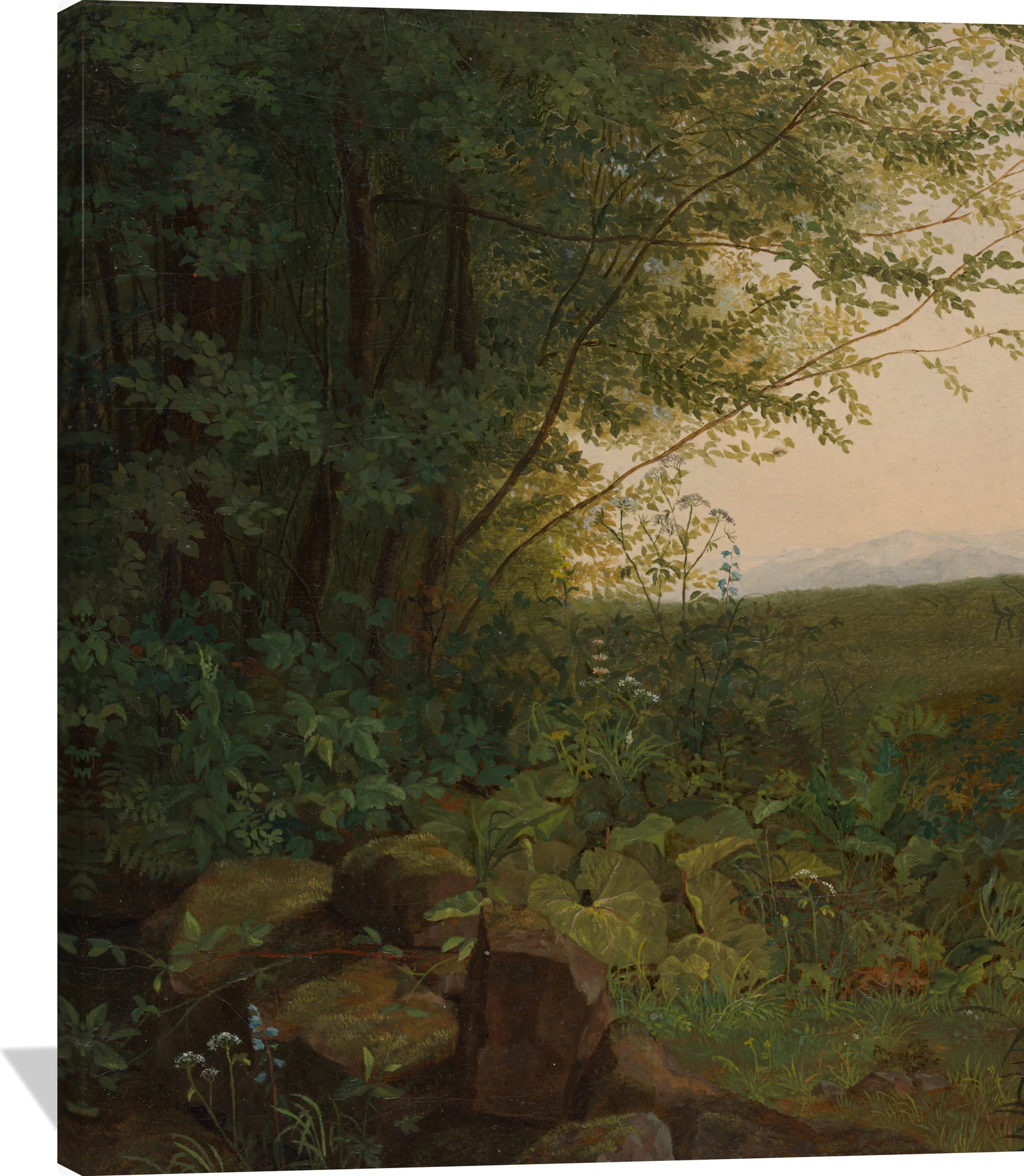 At the Edge of the Forest