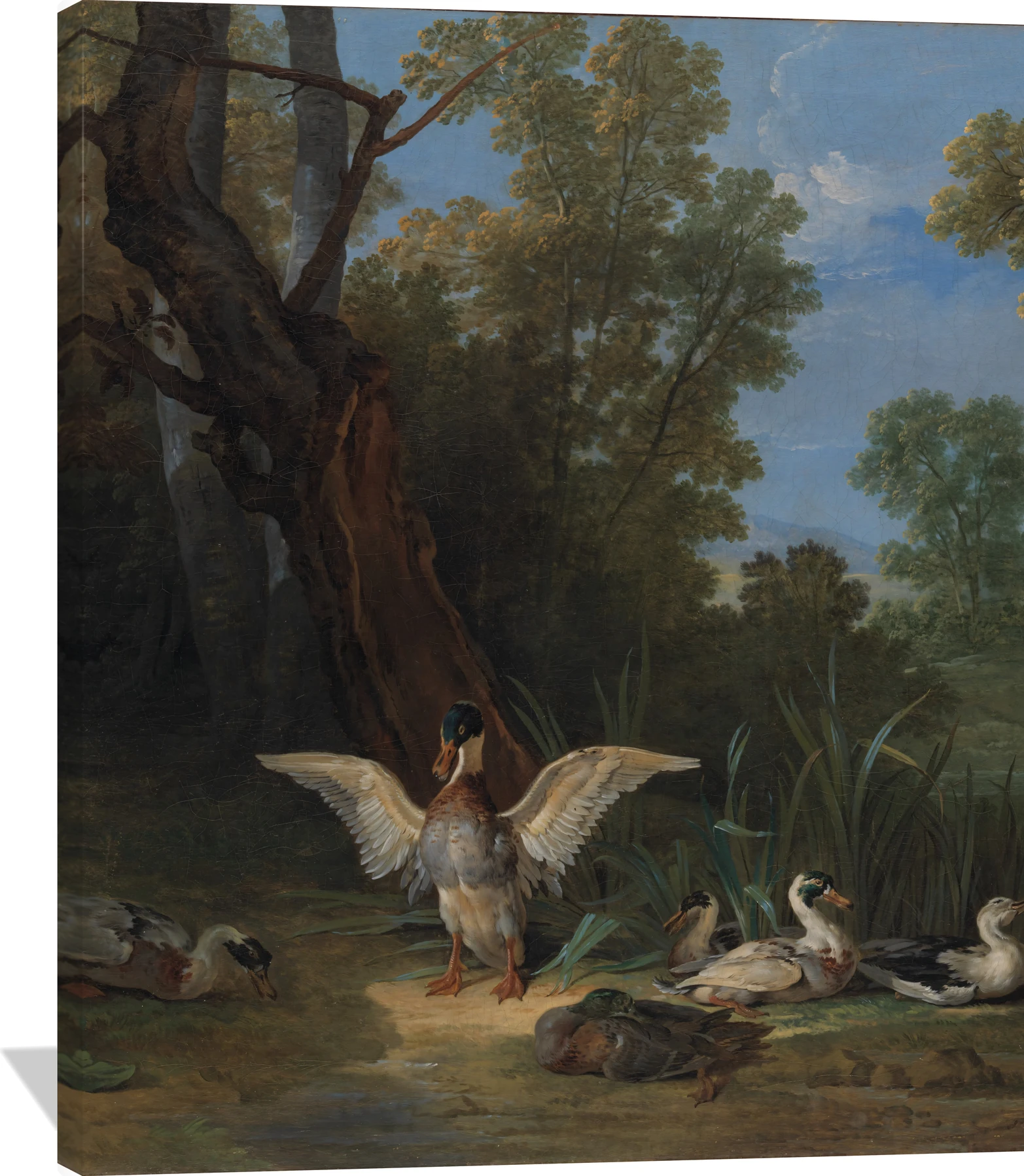 Ducks Resting in Sunshine