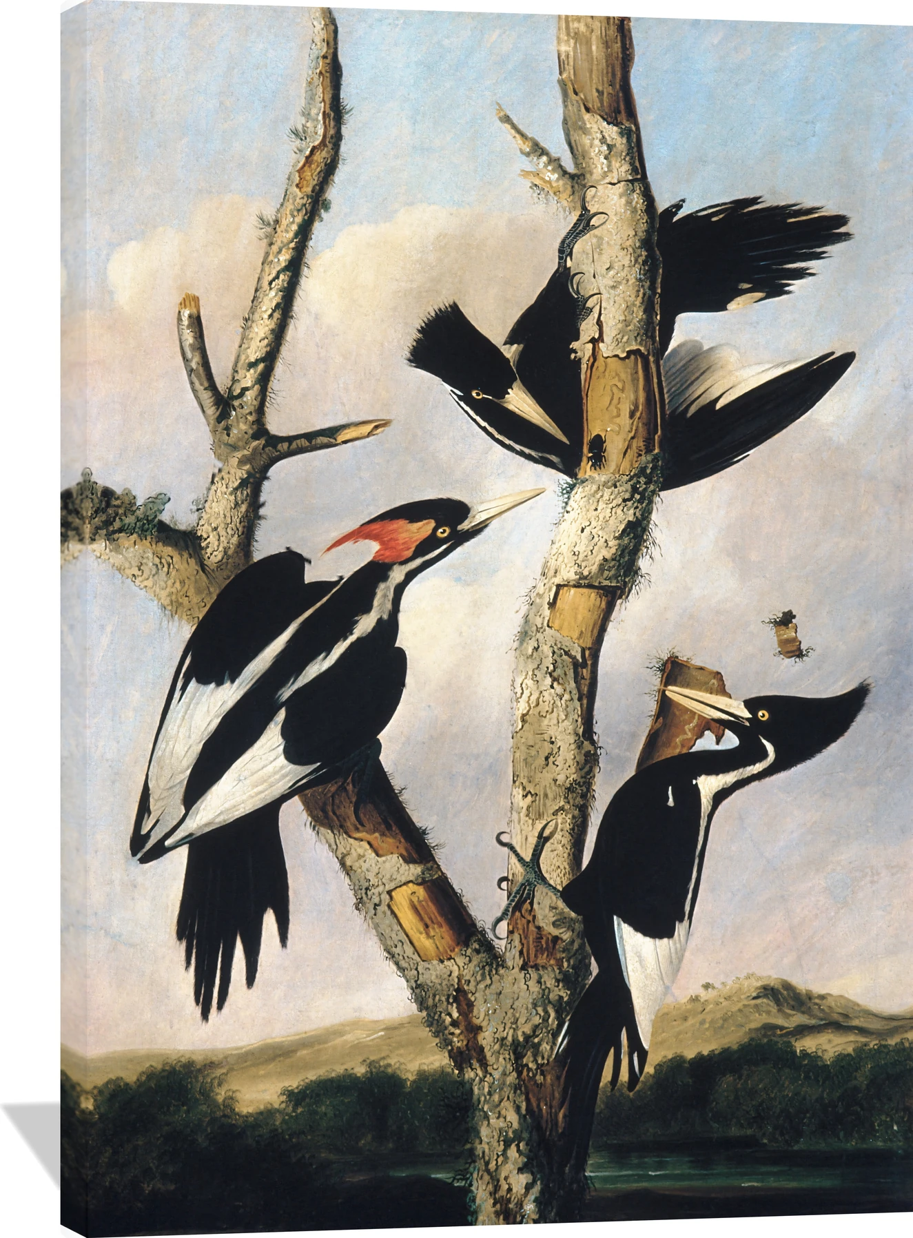Ivory-billed Woodpeckers