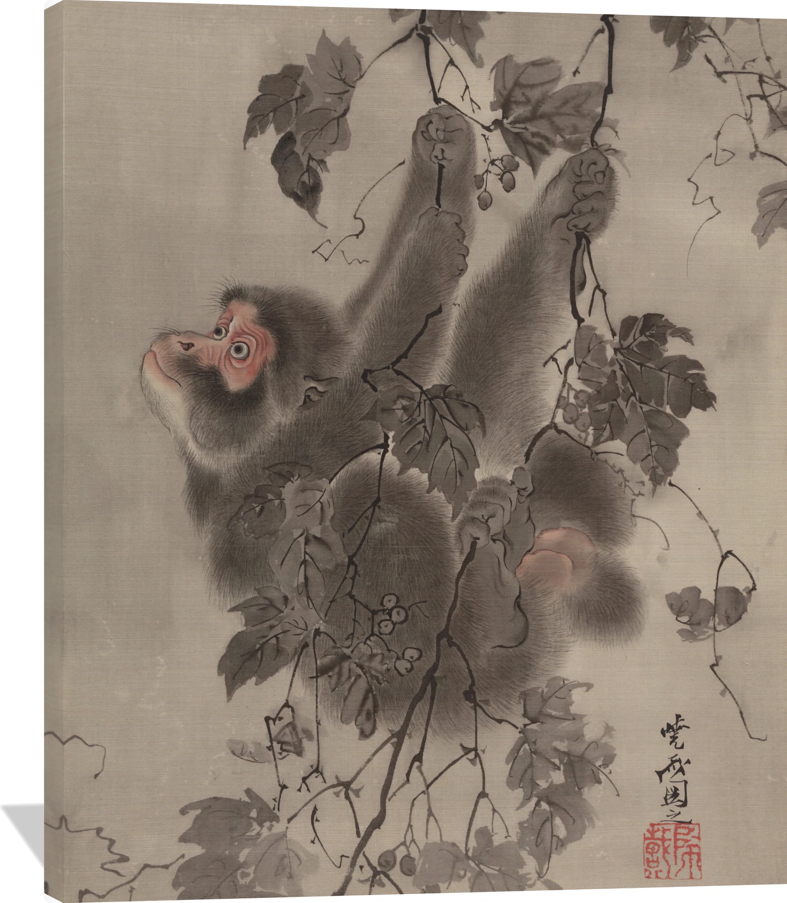 Monkey Hanging from Grapevines