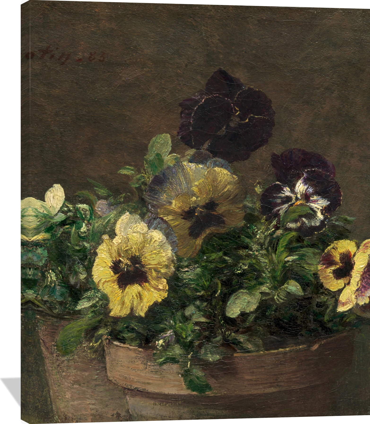 Potted Pansies