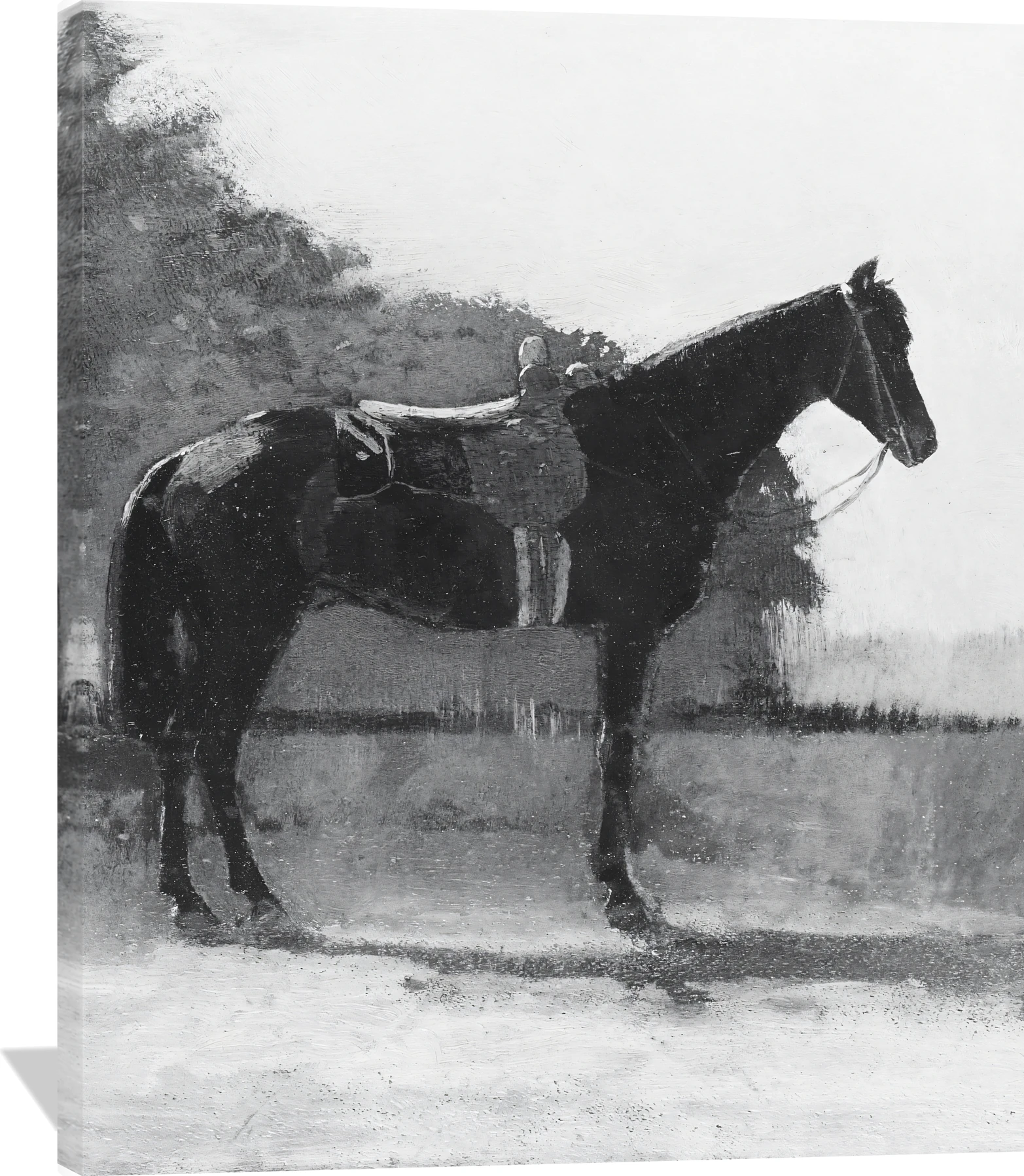 Saddle Horse in Farm Yard