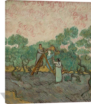 Women Picking Olives