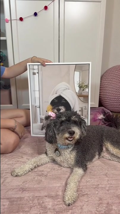 Custom pet portrait canvas from Shandra P., hanging at home