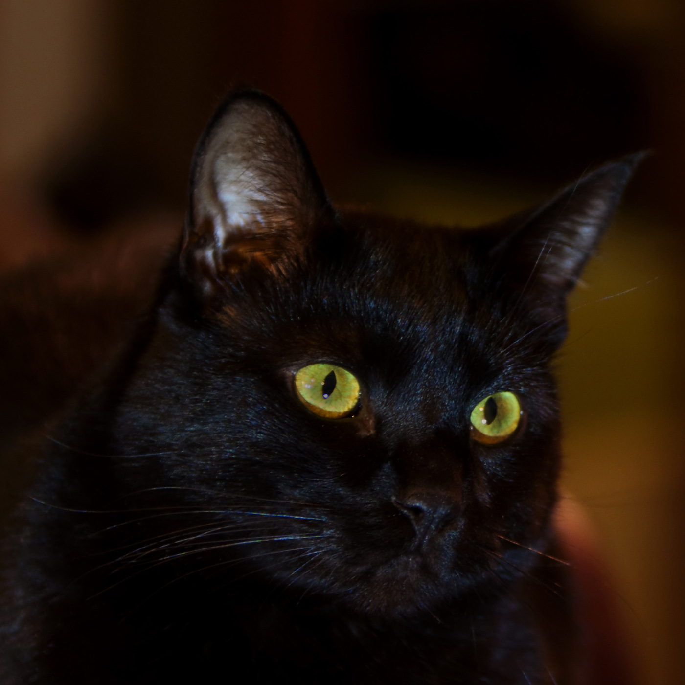 Black cat with green eyes, the source photo used for a custom cat portrait