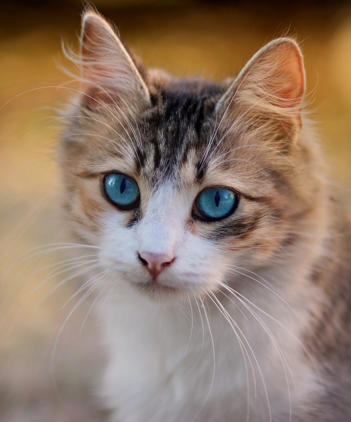 Tabby cat with blue eyes, the source photo used for a custom cat portrait