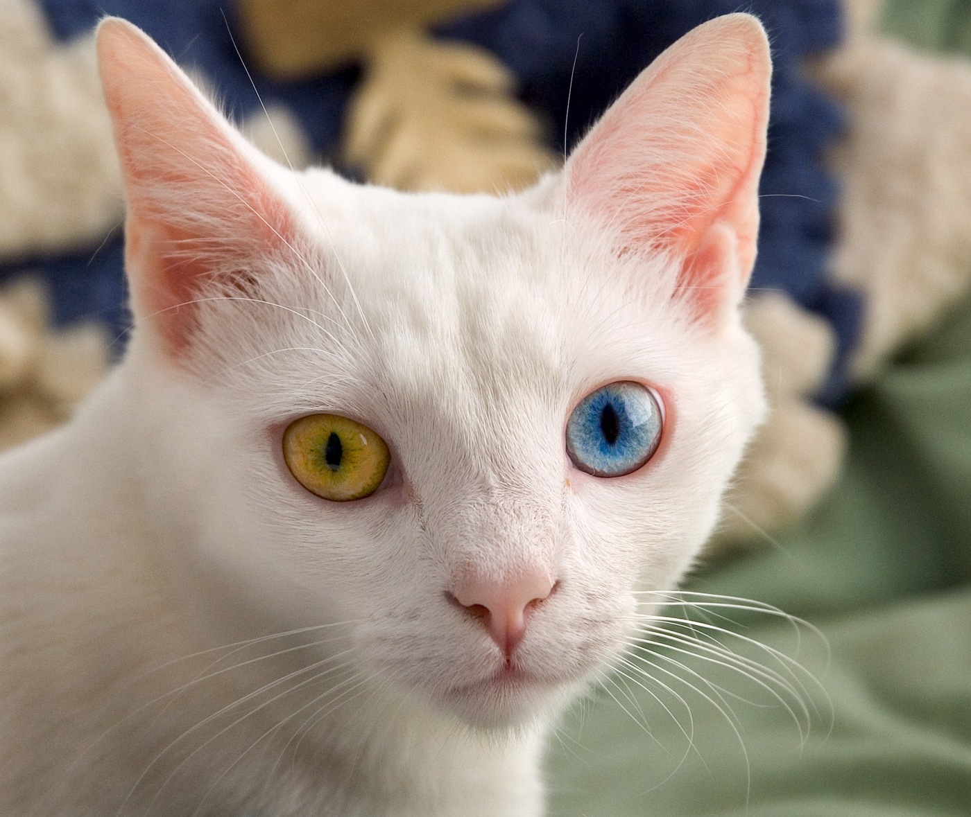 Odd-eyed white cat, the source photo used for a custom cat portrait