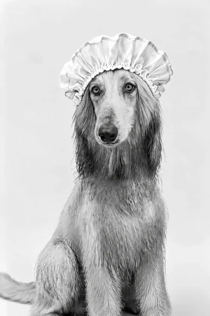 Bath Bonnet: custom dog portrait in the Black & White Studio style