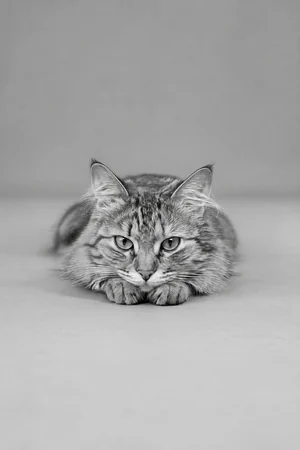 Chin on Paws: custom cat portrait in the Black & White Studio style