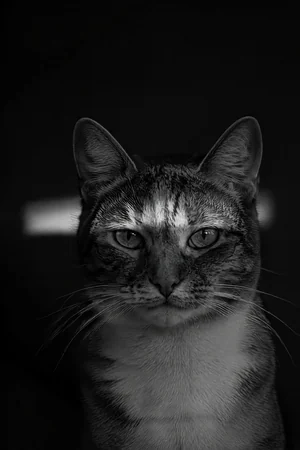 Eye Contact: custom cat portrait in the Black & White Studio style