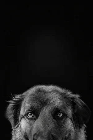 Black & White Studio pet portrait style
