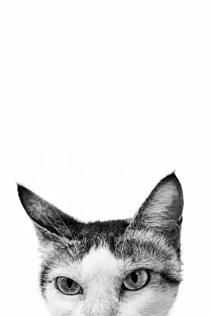 Peeking Over: custom cat portrait in the Black & White Studio style