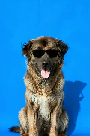 Blue Monday: custom dog portrait in the Color Studio style