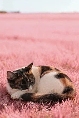 Blush Nap: custom cat portrait in the Color Studio style