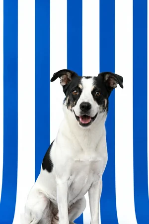 Bold Stripes: custom dog portrait in the Color Studio style