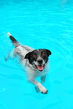 Deep End: custom dog portrait in the Color Studio style