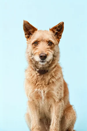 Powder Blue: custom dog portrait in the Color Studio style