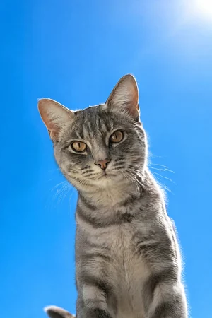 Sky High: custom cat portrait in the Color Studio style