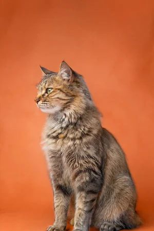Terracotta Profile: custom cat portrait in the Color Studio style