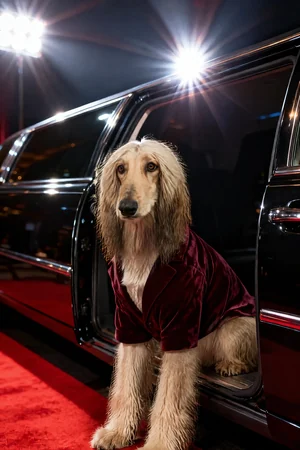 Paparazzi Exit: custom dog portrait in the Cover Star style