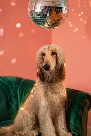 Disco Lounge: custom dog portrait in the Headliner style