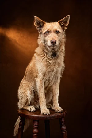 Antique Stool: custom dog portrait in the Heirloom style