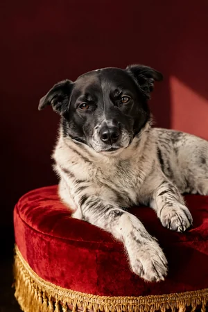 Crimson Footstool: custom dog portrait in the Heirloom style