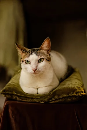 Velvet Cushion: custom cat portrait in the Heirloom style