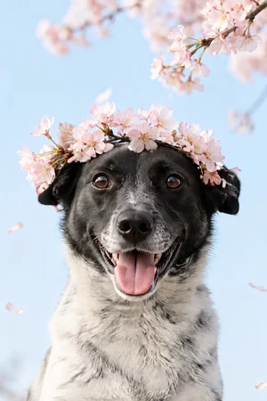 Cherry Blossom: custom dog portrait in the In Full Bloom style