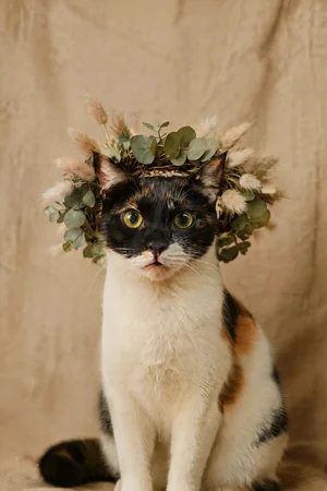 Dried & Boho: custom cat portrait in the In Full Bloom style