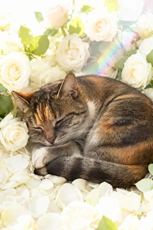 White Roses: custom cat portrait in the In Loving Memory style