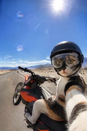 Dirt Bike Selfie: custom cat portrait in the Off the Leash style