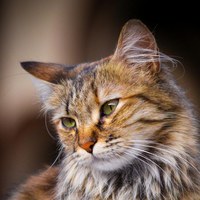 The photo it was made from