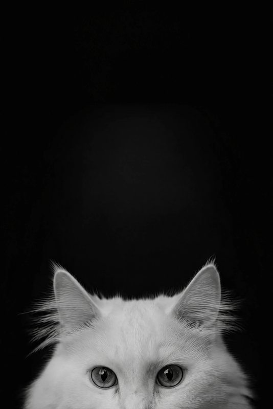 The Peekaboo look made with a fluffy white cat