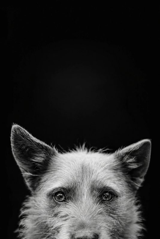 The Peekaboo look made with a scruffy ginger terrier