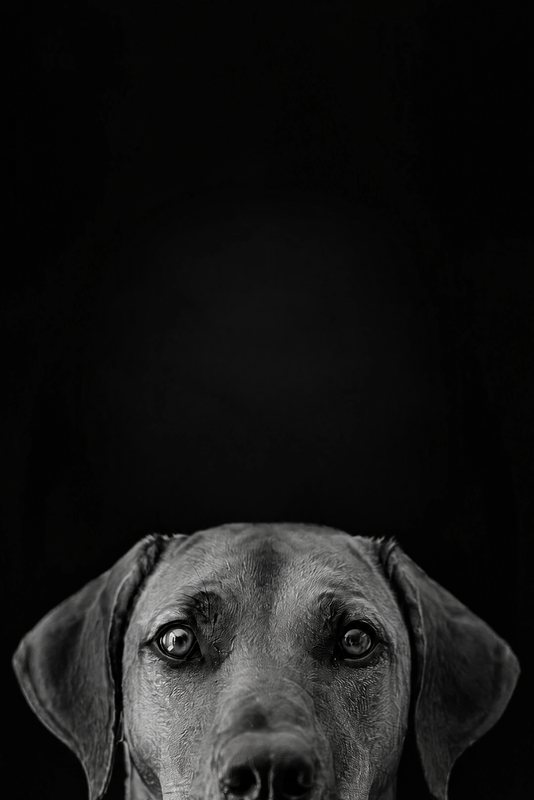 The Peekaboo look made with a red-brown hound