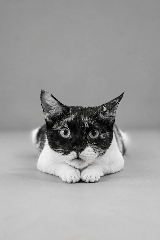 The Chin on Paws look made with a calico cat