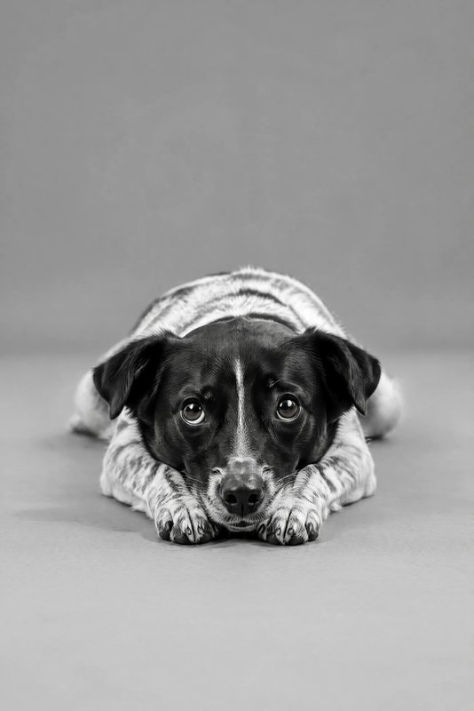 The Chin on Paws look made with a black-and-white speckled dog