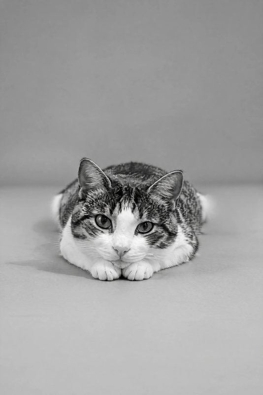 The Chin on Paws look made with a tabby-and-white cat