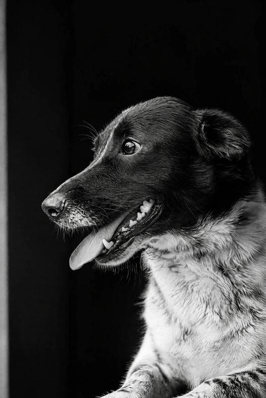 The Out of the Shadow look made with a black-and-white speckled dog