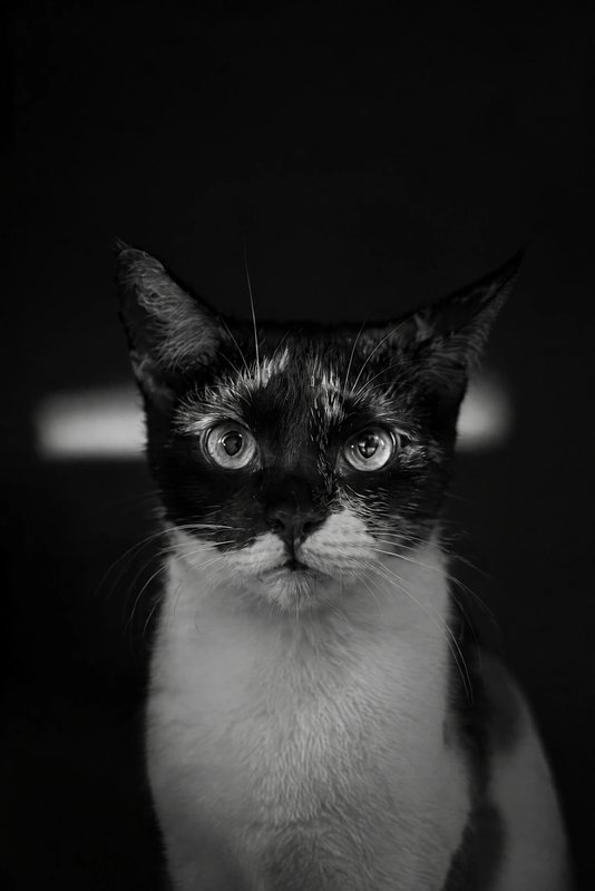 The Eye Contact look made with a calico cat