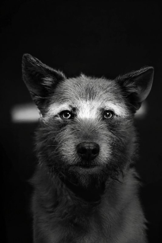 The Eye Contact look made with a scruffy ginger terrier