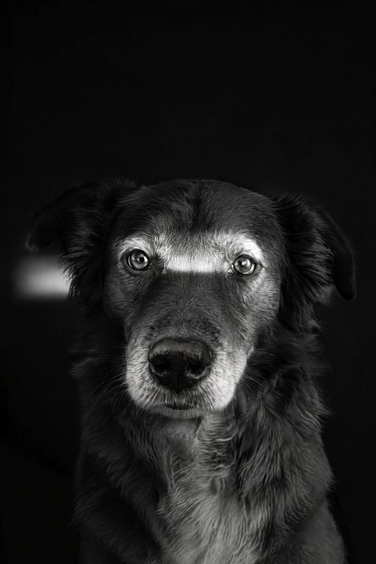The Eye Contact look made with a chocolate shepherd-collie mix