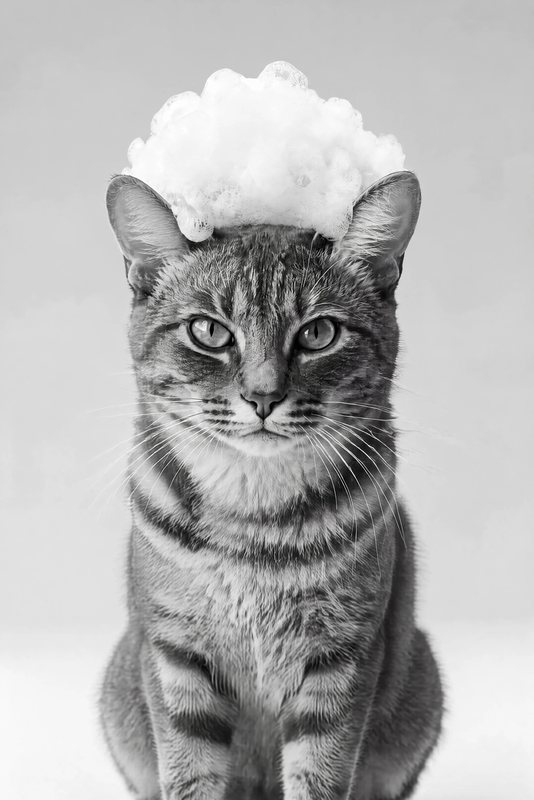 The Bubble Crown look made with a grey tabby cat