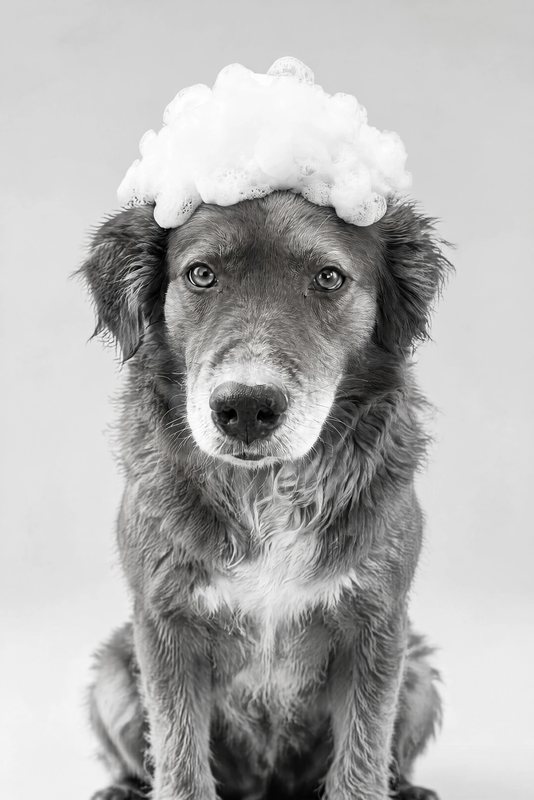 The Bubble Crown look made with a chocolate shepherd-collie mix